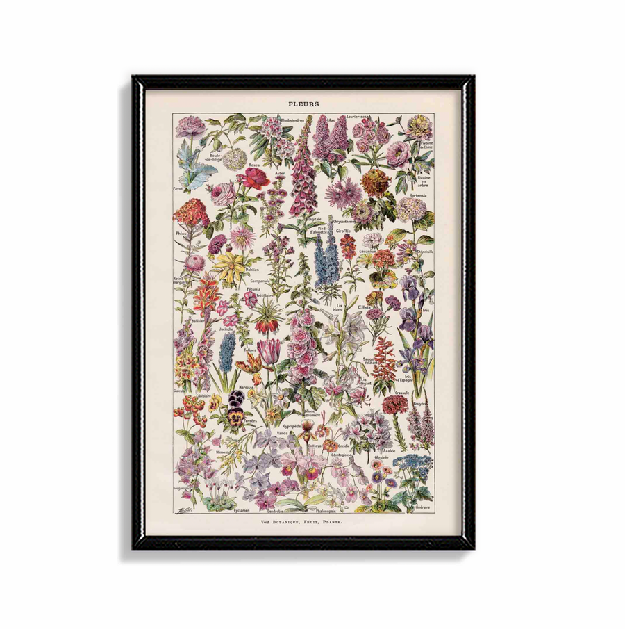 Fleurs Vintage Cartel Botánico - Adolphe Millot