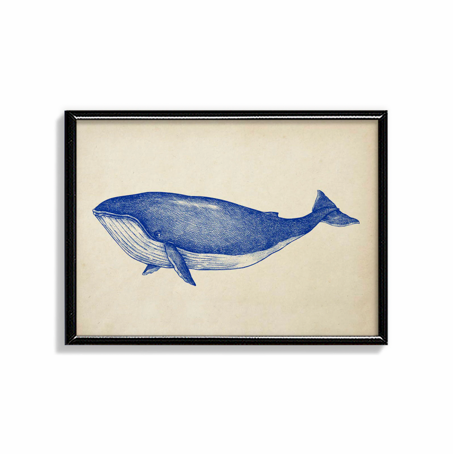 Ballena Azul