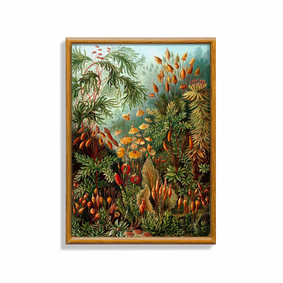 Bosque de Hongos