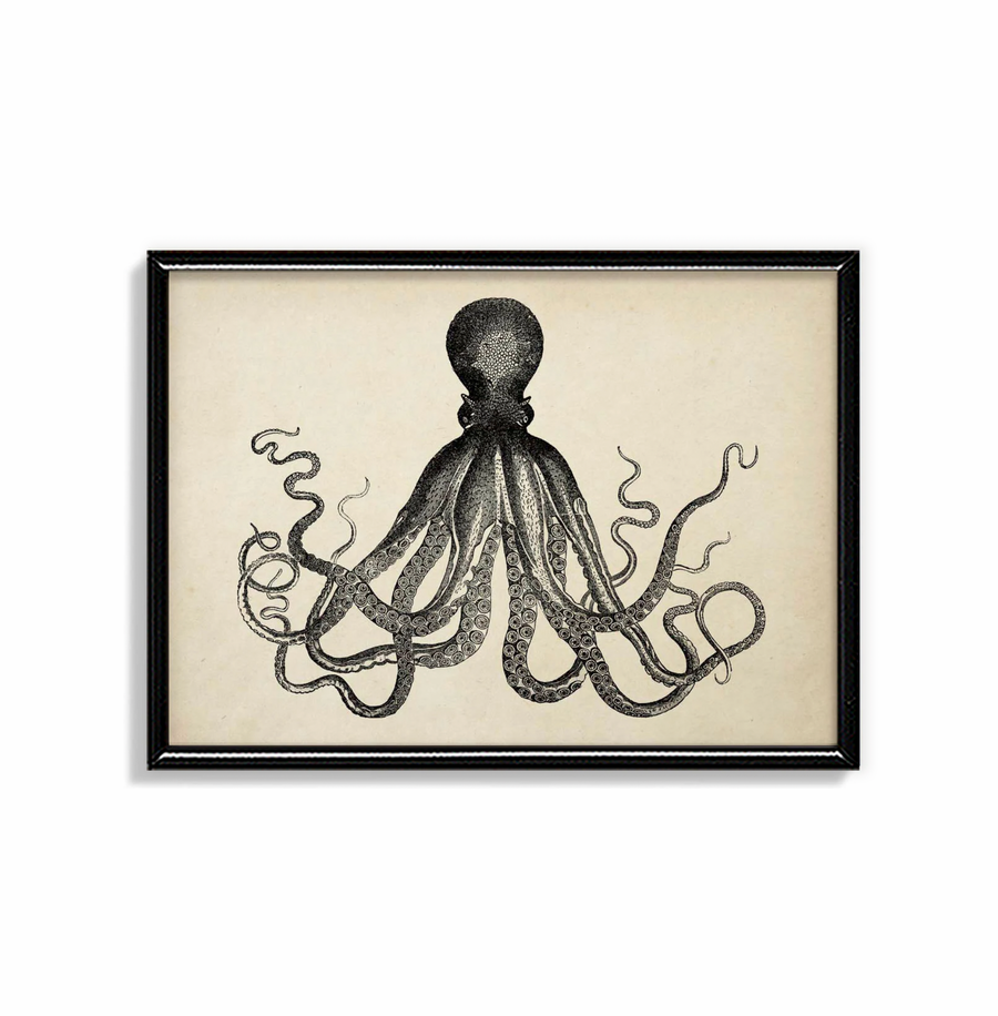 Pulpo