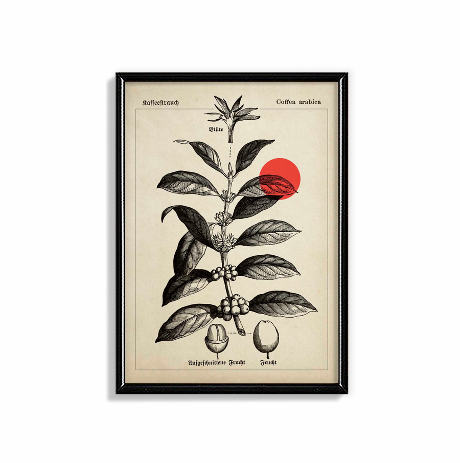 Café KAFFEEBAUM Vintage Cartel Botánico