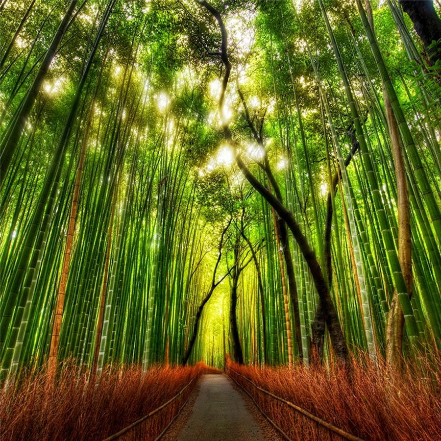 Bamboo Forest