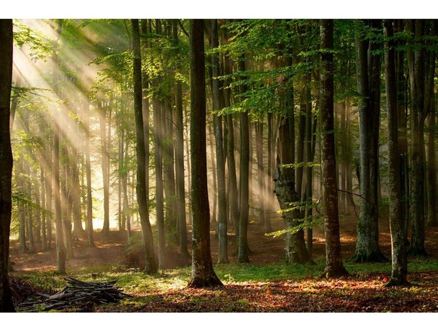 Luz en el bosque