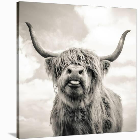 Highland Cow Sepia