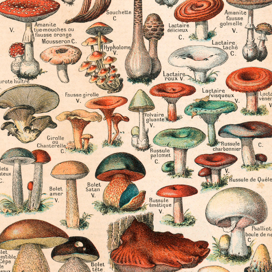 Mushrooms 1913