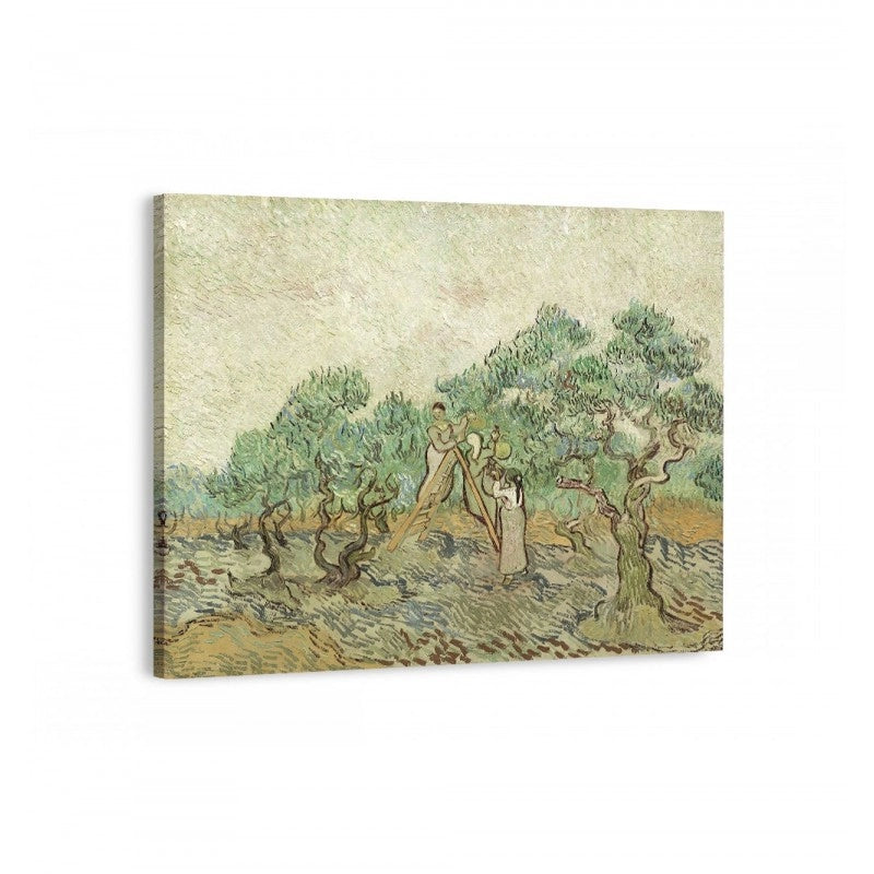 cuadro jardines de olivos de vicent van gogh para sala.