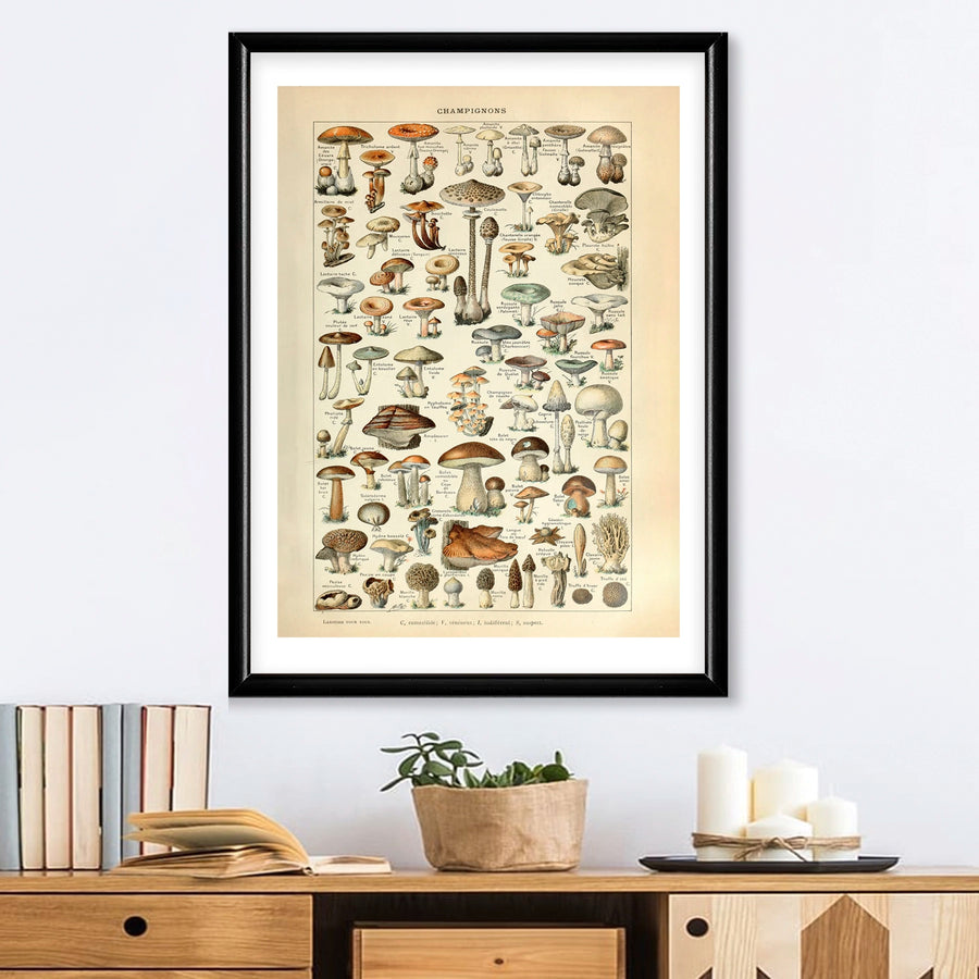 Vintage Champignons Cuadro poster